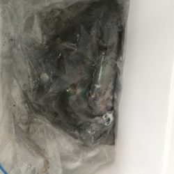 仕事前の新子調査