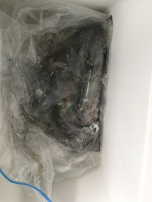 仕事前の新子調査