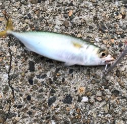 タチウオ好調‼︎