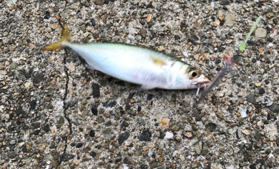 タチウオ好調‼︎