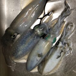 アオリとケンサキ