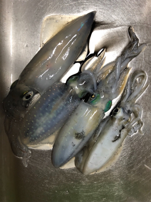 アオリとケンサキ