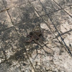 今シーズン初のエギング