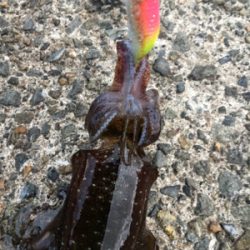 短時間エギング