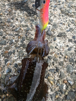 短時間エギング