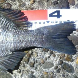 辰巳でタチウオとチヌ