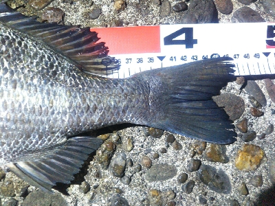 辰巳でタチウオとチヌ