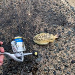 買い物帰りに短時間釣行