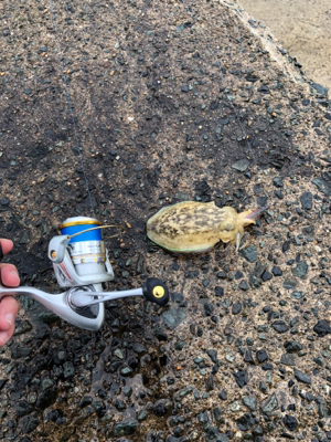 買い物帰りに短時間釣行