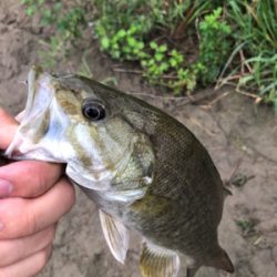 夕まずめに淀川♪