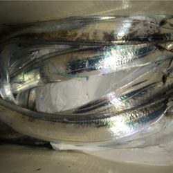 マイポイントでタチウオ開幕！