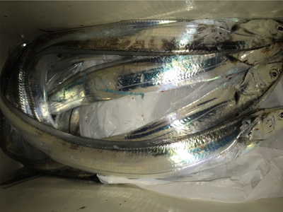 マイポイントでタチウオ開幕！