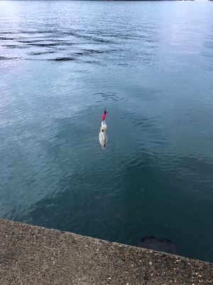 アオリイカ エギング