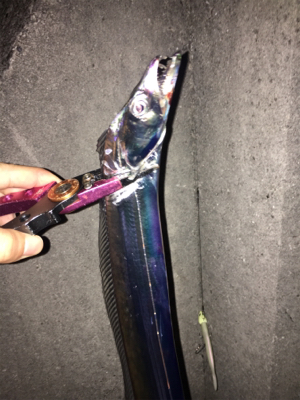 ひっさびさタチウオ釣行