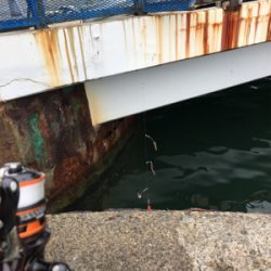 カワハギはどこへ