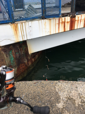 カワハギはどこへ