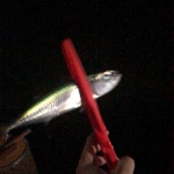 濁りまくりアジング