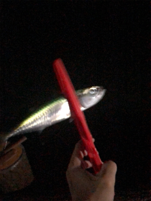 濁りまくりアジング