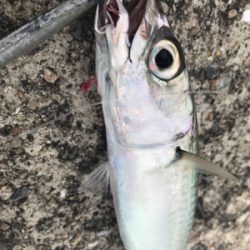 水潮はシーバス！