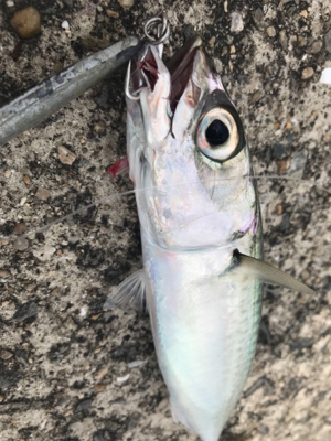 水潮はシーバス！