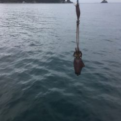 まだまだ小さい