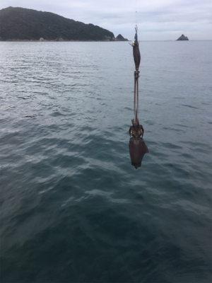 まだまだ小さい