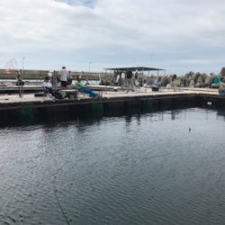 田尻の釣堀で半日コース