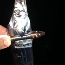 ビンビン太刀魚