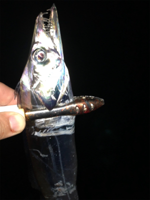 ビンビン太刀魚