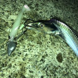 タチウオワインド好調だがサイズは小ぶり