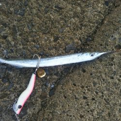 空港裏でタチウオ