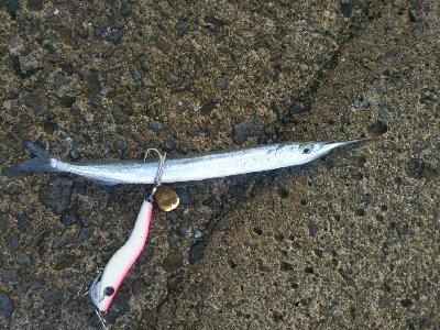 空港裏でタチウオ