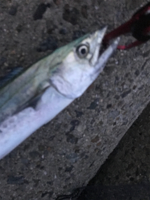 サゴシとサバ(T . T)