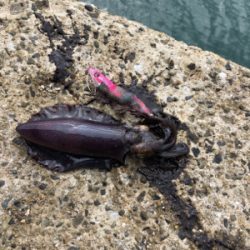 秋イカを求めて