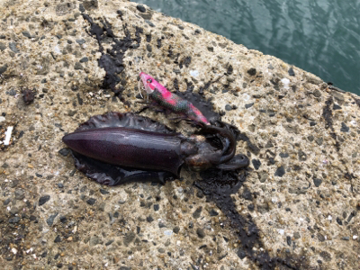 秋イカを求めて