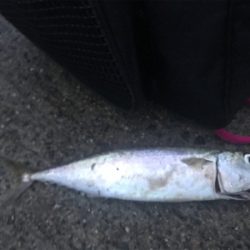 太刀魚@神戸港♫