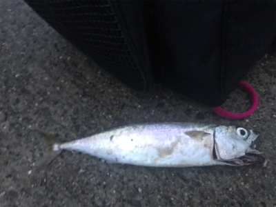 太刀魚@神戸港♫