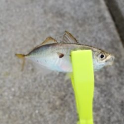 子供と一緒にジグサビキ