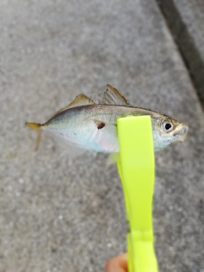 子供と一緒にジグサビキ