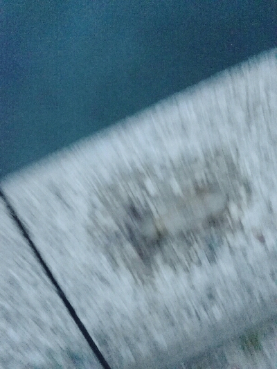 初ナイトエギング