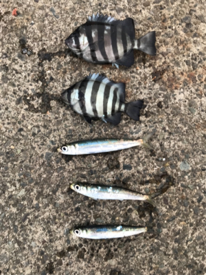 大磯港でサビキ釣り