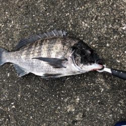 チヌまで釣れて満足