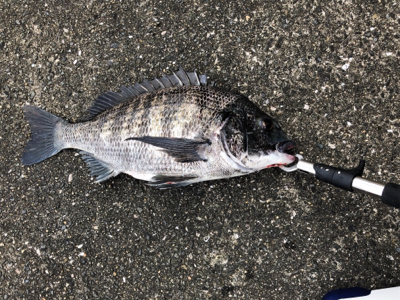チヌまで釣れて満足