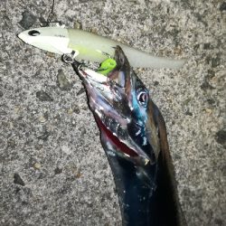 タチウオワインド