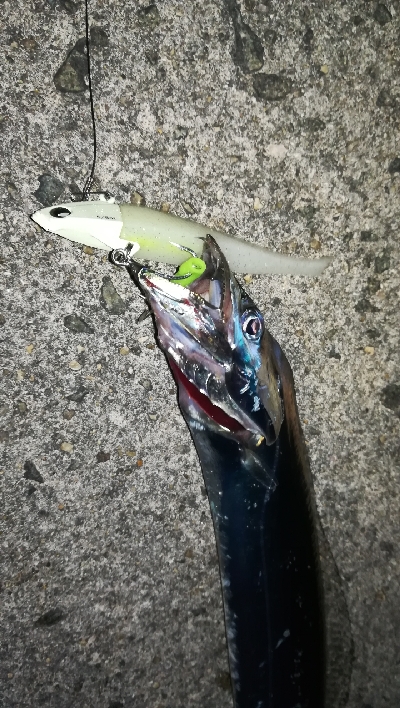 タチウオワインド