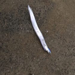 ようやくシーズン突入