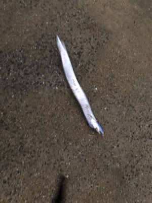 ようやくシーズン突入