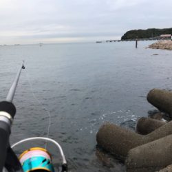 早朝エギング、今期二回目