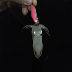 小さいけどイカはイカ。