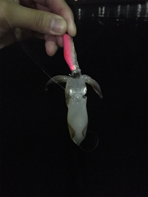 小さいけどイカはイカ。